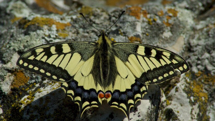 Fecskefarkú lepke (Papilio machaon)