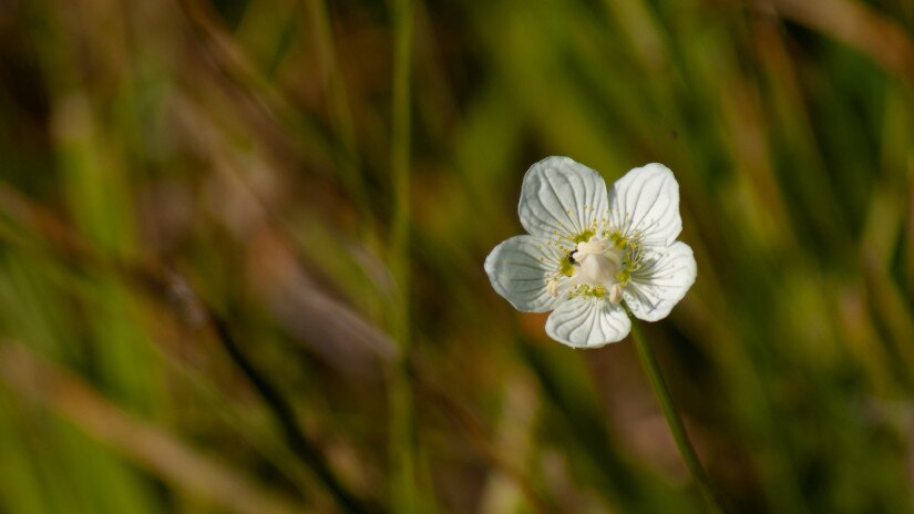 Fehérmájvirág (Parnassia palustris)