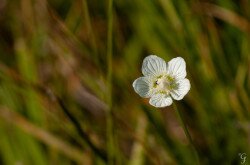 Fehérmájvirág (Parnassia palustris)