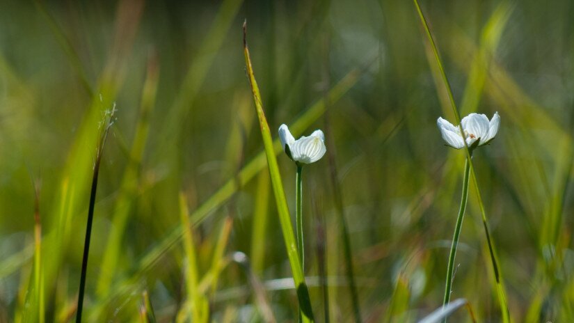 Fehérmájvirág (Parnassia palustris)