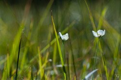 Fehérmájvirág (Parnassia palustris)