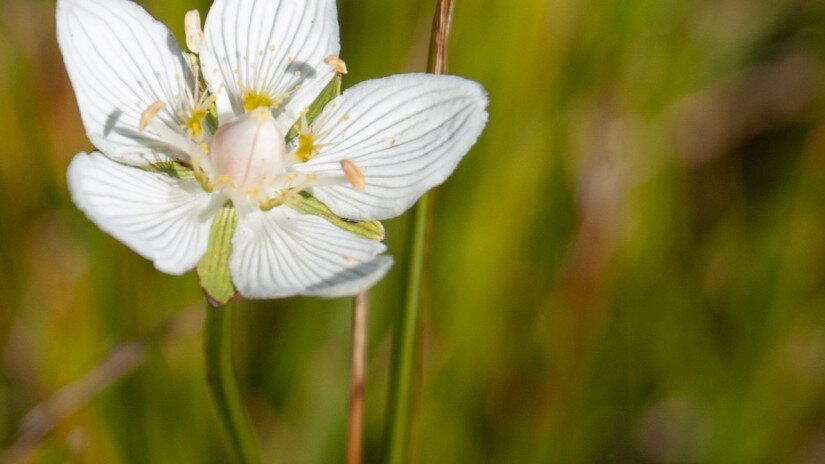 Fehérmájvirág (Parnassia palustris)