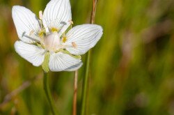 Fehérmájvirág (Parnassia palustris)