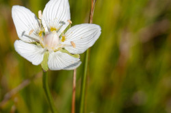 Fehérmájvirág (Parnassia palustris)