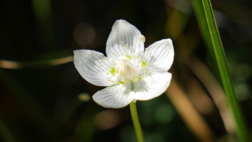 Fehérmájvirág (Parnassia palustris)