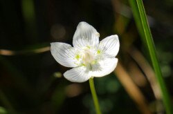 Fehérmájvirág (Parnassia palustris)