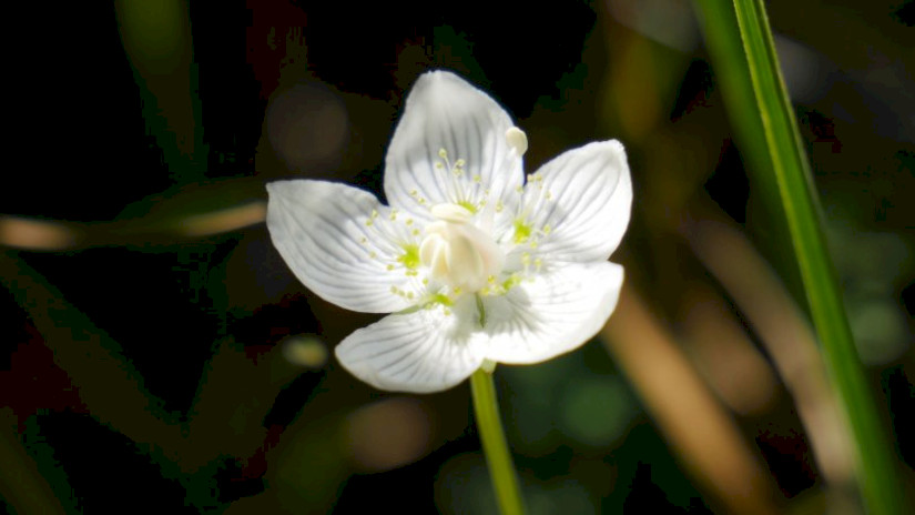 Fehérmájvirág (Parnassia palustris)