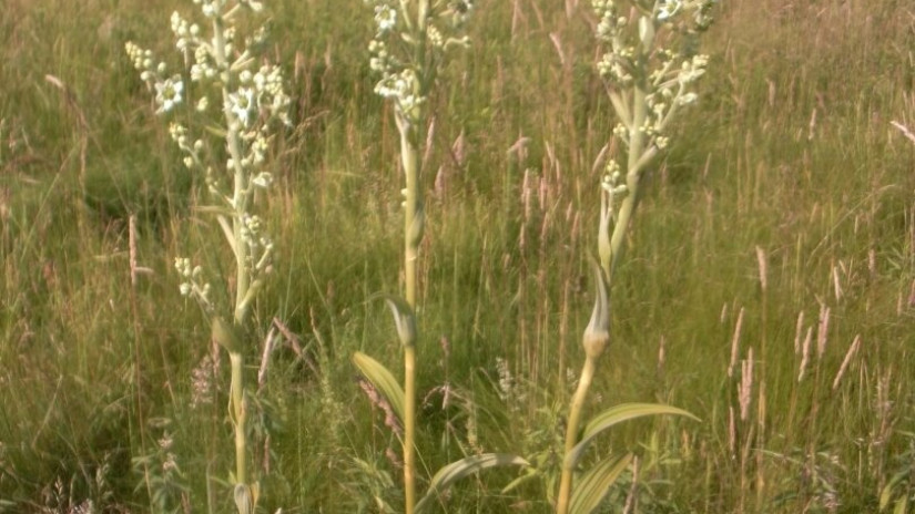 Fehér zászpa (Veratrum album)