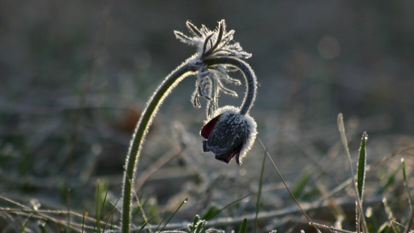 Fekete kökörcsin