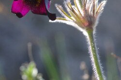 Fekete kökörcsin (Pulsatilla pratensis subsp. nigricans)