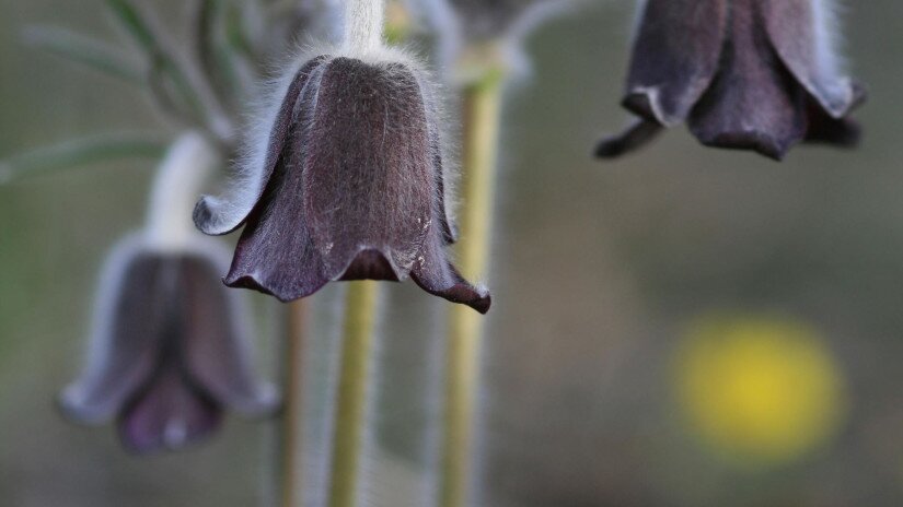 Fekete kökörcsin (Pulsatilla pratensis subsp. nigricans)