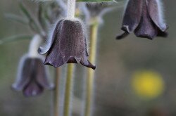 Fekete kökörcsin (Pulsatilla pratensis subsp. nigricans)