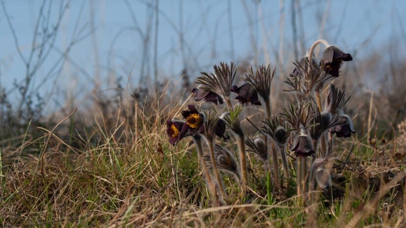 Fekete kökörcsin (Pulsatilla pratensis subsp. nigricans) a Bakonyban