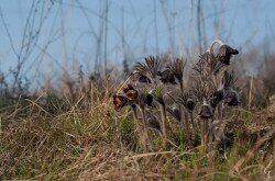 Fekete kökörcsin (Pulsatilla pratensis subsp. nigricans) a Bakonyban