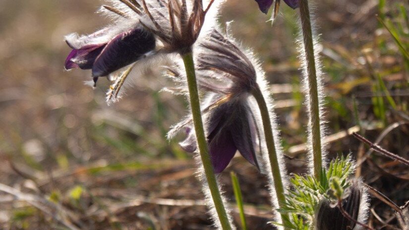 Fekete kökörcsin (Pulsatilla pratensis subsp. nigricans) a Bakonyban