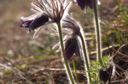 Fekete kökörcsin (Pulsatilla pratensis subsp. nigricans) a Bakonyban