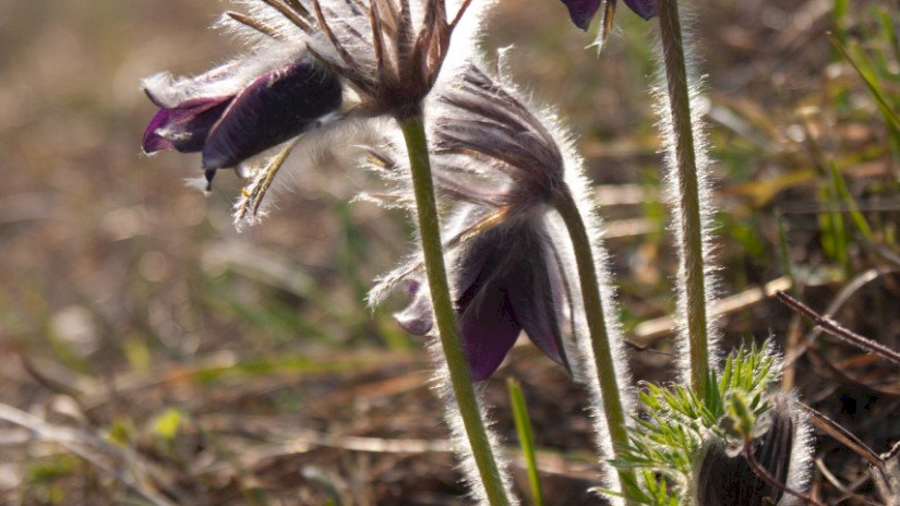 Fekete kökörcsin (Pulsatilla pratensis subsp. nigricans) a Bakonyban