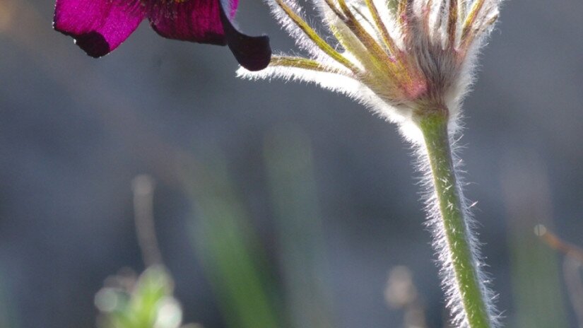 Fekete kökörcsin (Pulsatilla pratensis subsp. nigricans)