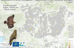 Fekete sasok megfigyelési adatai a a Pannon-régióban