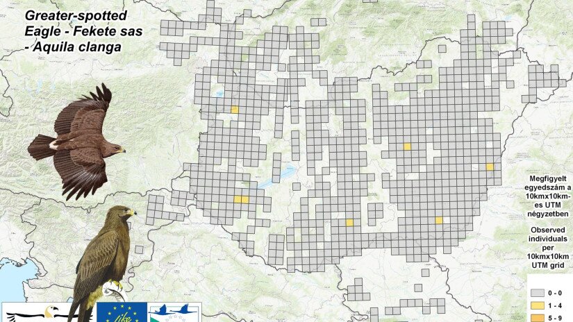 Fekete sasok megfigyelési adatai a a Pannon-régióban