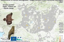 Fekete sasok megfigyelési adatai a a Pannon-régióban