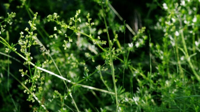 Fénylő zsoltina (Serratula lycopifolia)