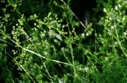 Fénylő zsoltina (Serratula lycopifolia)