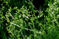 Fénylő zsoltina (Serratula lycopifolia)