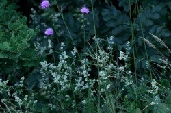 Fénylő zsoltina (Serratula lycopifolia)