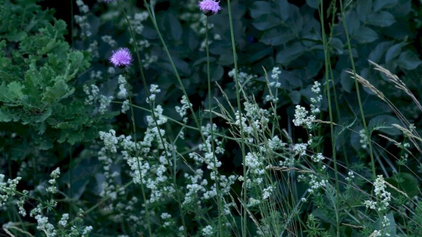 Fénylő zsoltina (Serratula lycopifolia)