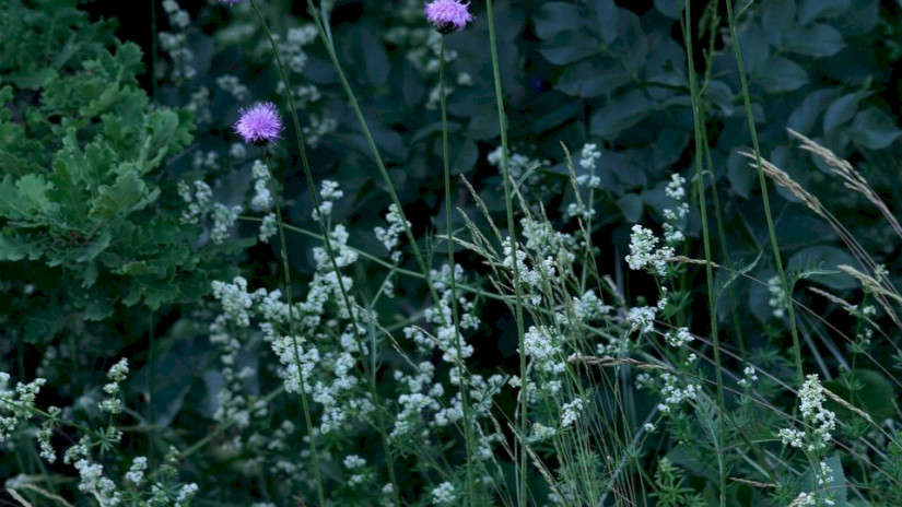 Fénylő zsoltina (Serratula lycopifolia)