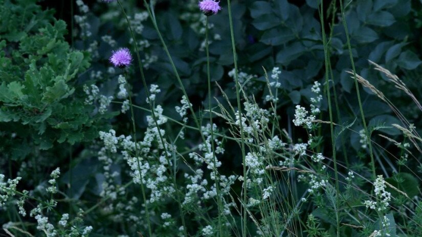 Fénylő zsoltina (Serratula lycopifolia)
