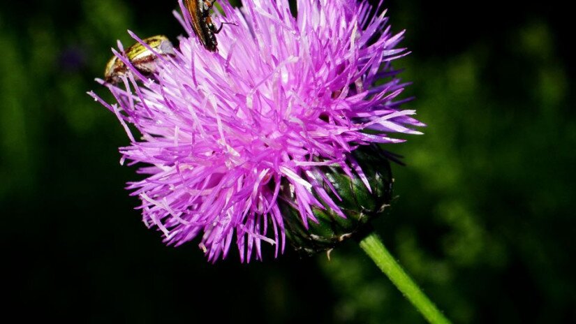 Fénylő zsoltina (Serratula lycopifolia)