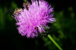 Fénylő zsoltina (Serratula lycopifolia)