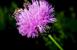 Fénylő zsoltina (Serratula lycopifolia)