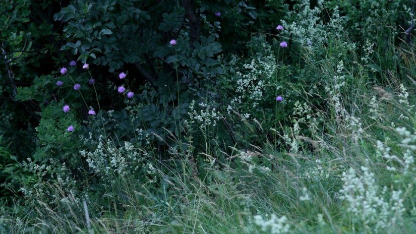 Fénylő zsoltina (Serratula lycopifolia) élőhely