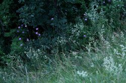 Fénylő zsoltina (Serratula lycopifolia) élőhely