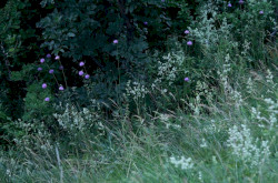 Fénylő zsoltina (Serratula lycopifolia) élőhely