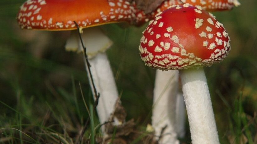 Fliegenpilz (Amanita muscaria) 