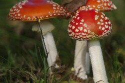 Fliegenpilz (Amanita muscaria) 
