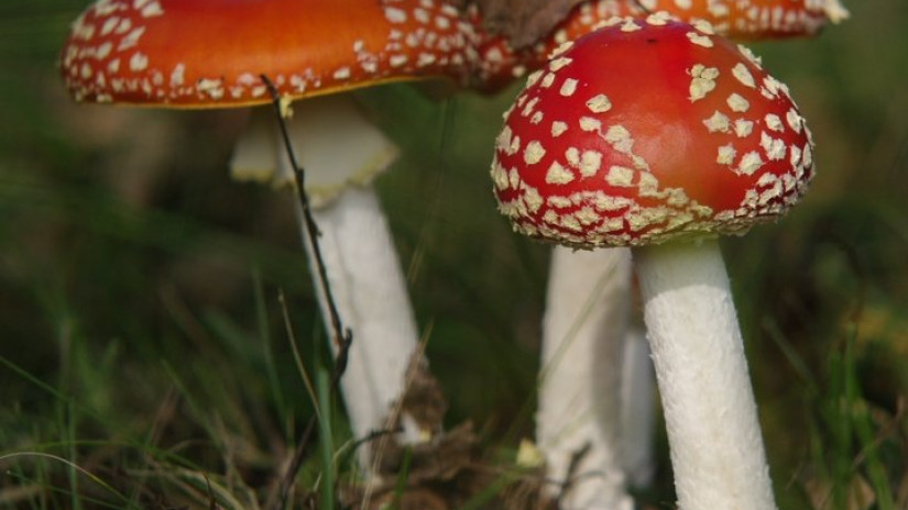 Fliegenpilz (Amanita muscaria) 