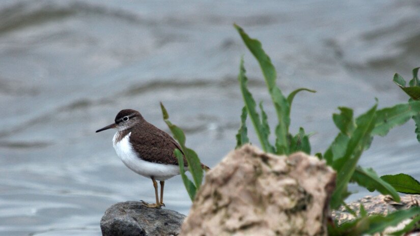 Flussuferläufer am Kis-Balaton  (Actitis hypoleucos)