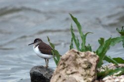 Flussuferläufer am Kis-Balaton  (Actitis hypoleucos)