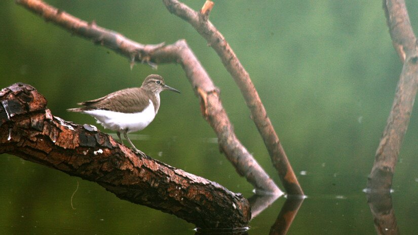 Flussuferläufer am Kis-Balaton  (Actitis hypoleucos)