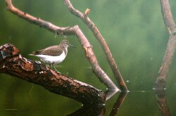 Flussuferläufer am Kis-Balaton  (Actitis hypoleucos)