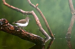 Flussuferläufer am Kis-Balaton  (Actitis hypoleucos)