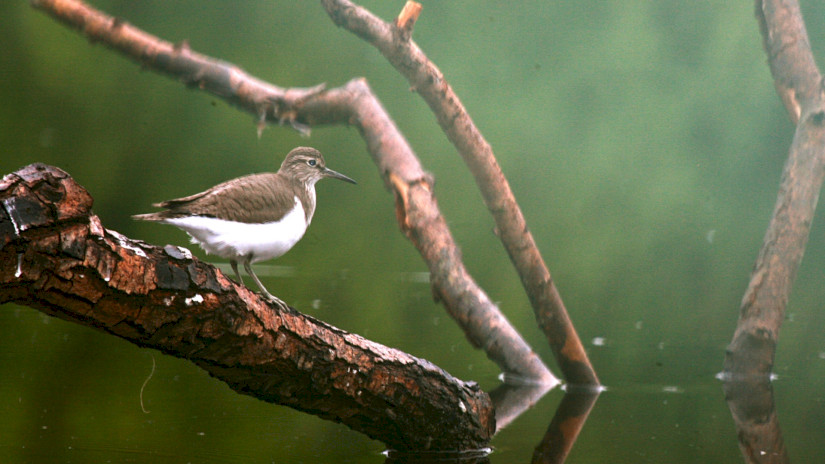 Flussuferläufer am Kis-Balaton  (Actitis hypoleucos)