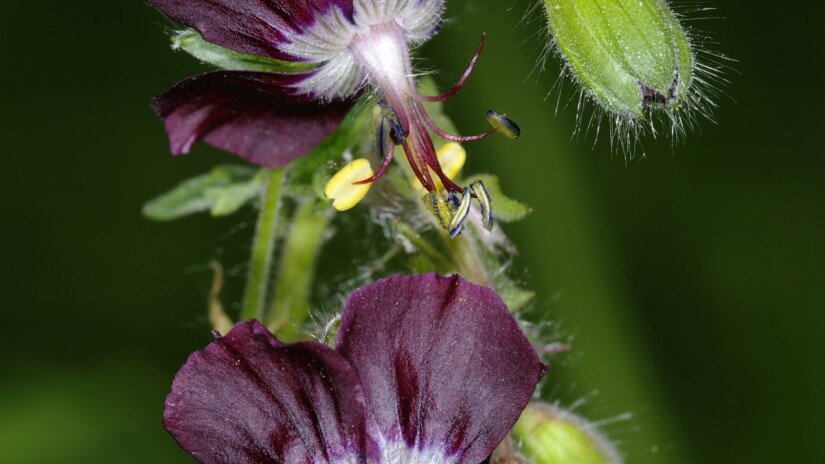 Fodros gólyaorr (Geranium phaeum)