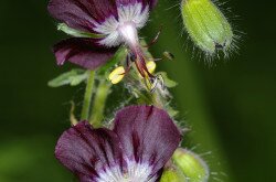 Fodros gólyaorr (Geranium phaeum)