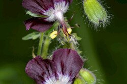 Fodros gólyaorr (Geranium phaeum)
